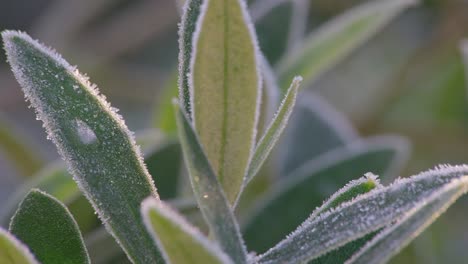 Kalte-Winteraufnahmen-Eines-Olivenbaumzweigs,-Der-Von-Morgenfrost-Bedeckt-Ist