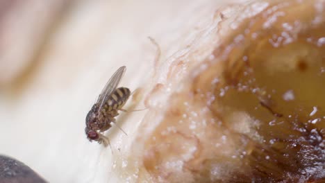 Makro-Nahaufnahme-Einer-Drosophila-Melanogaster-Fliege,-Die-Sich-Von-Faulen-Bananen-Ernährt