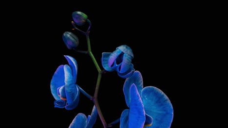 Hermosa-Orquídea-Azul-Está-Floreciendo