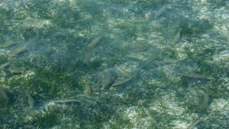 Shoal-of-tropical-goat-fish-swimming-and-feeding-amongst-seagrass-natural-habitat-in-ocean-shallows-of-Raja-Ampat,-West-Papua,-Indonesia