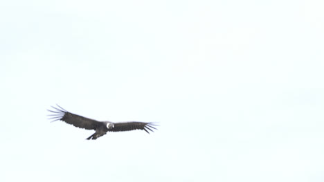 Adult-Andean-Condor-soaring-while-showing-its-huge-wingspan-of-about-three-meters