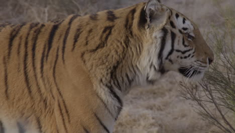 Slow-motion-tiger-looking-at-camera-and-walking