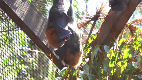 Megabat-native-to-Australia,-grey-headed-flying-fox,-pteropus-poliocephalus-hanging-upside-down-in-captivity-at-wildlife-sanctuary,-close-up-shot