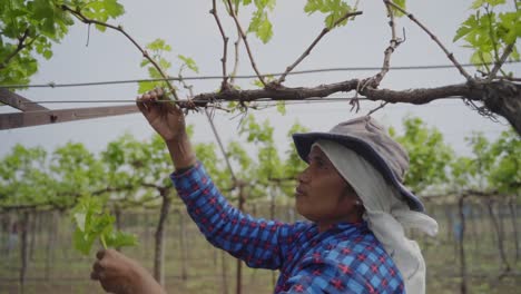 A-woman-farmer-sorting-unhealthy-grape-leaves-at-the-vineyard-in-Sahyadri