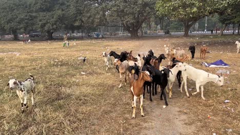 Statische-Aufnahme-Einer-Ziegenherde,-Die-An-Einem-Sonnigen-Tag-Auf-Einem-Boden-In-Kalkutta,-Indien,-Weidet