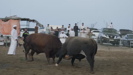 A-friendly-bullfight-competition-unfolds-in-Fujairah,-UAE,-featuring-two-domesticated-bulls-employed-in-farming