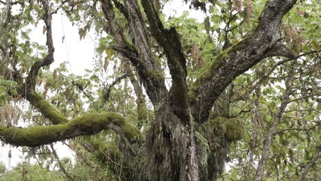 A-wide-tilting-shot-of-an-old-African-Redwood-tree-in-the-forest-with-moss-and-fern-growing-on-it