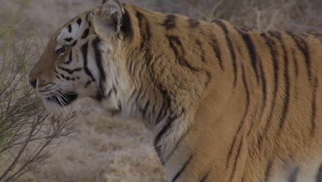 Slow-motion-tiger-looks-at-camera-and-walks-away