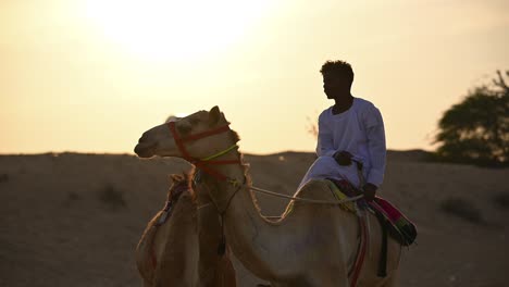 On-January-25,-2024,-A-Bedouin-with-his-camels-in-the-Arabian-desert-during-sunset,-a-concept-reflecting-Arab-history,-life-with-camels
