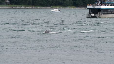 Humpback-whale-diving.Whale-Watching-in-Juneau,-Alaska