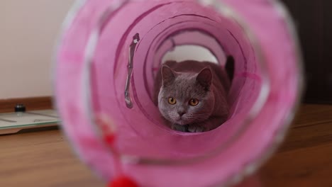Adult,-Male,-British-Shorthair-cat-having-fun-in-a-pink-cat-tunnel-toy