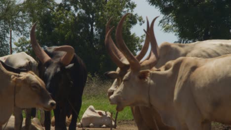 4K-Aufnahmen-Von-Kühen,-Die-Gras-Im-Viehlager-Des-Mundari-Stammes-Im-Südsudan-Kauen
