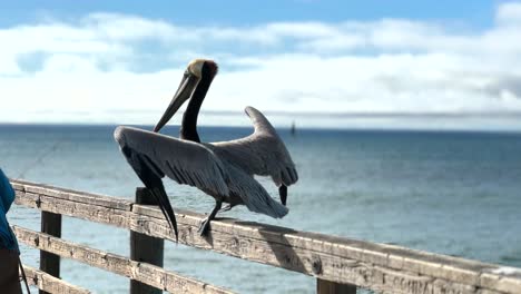 Big-Brown-Pelican-Sneak-Attacks-A-Fisherman-On-The-Oceanside-Pier-In-San-Diego,-California