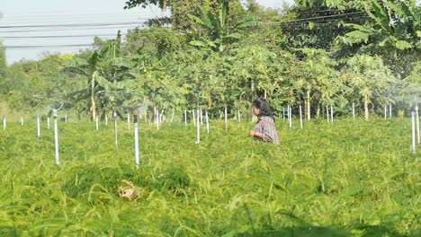 Asian-Farmer-Working-in-Vegetable-Garden,-Sunny-Day