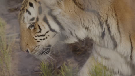 Captive-tiger-walking-in-enclosure