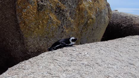 Pingüino-Africano-En-La-Roca-Tomando-El-Sol-En-La-Playa-De-Boulders,-Ciudad-Del-Cabo,-Sudáfrica