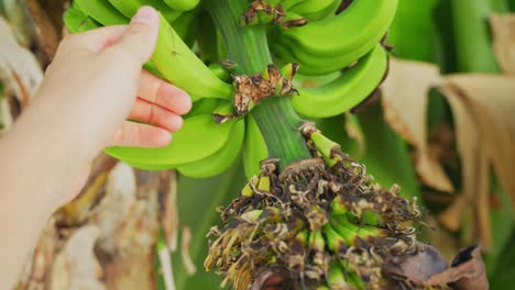 Person-hand-taking-green-raw-banana-growing-on-tree,-POV-view