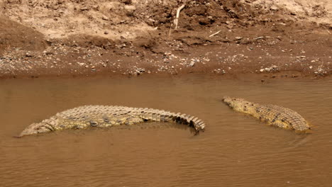 Nile-Crocodiles-On-The-Mara-River-In-Kenya,-Masai-Mara-National-Reserve