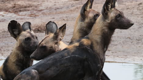 Eine-Gruppe-Gefährdeter-Afrikanischer-Wildhunde-Im-Wasserloch