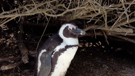 Gefährdeter-Afrikanischer-Pinguin-Im-Schatten-Eines-Stacheligen-Baumes