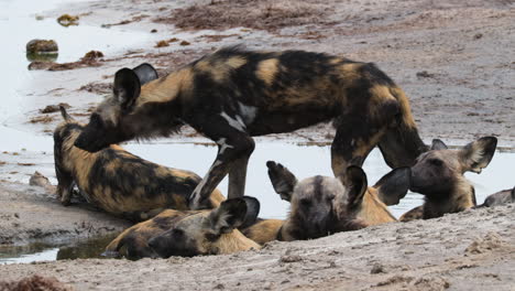 Afrikanische-Wildhunde-Ruhen-Sich-Auf-Stehenden-Gewässern-Aus,-Um-Sich-Abzukühlen