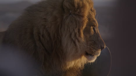 Side-profile-lion-lit-by-sunrise