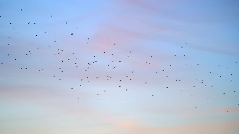 Flock-of-birds-flying-against-twilight-sky,-hues-of-pink-and-blue,-serene-atmosphere