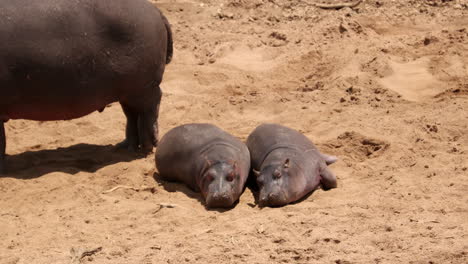 Two-Baby-Hippos-At-Maasai-Mara-National-Reserve-In-Kenya,-Africa