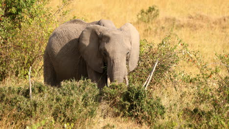 Endangered-African-Bush-Elephant-In-The-Maasai-Mara-National-Reserve-In-Kenya,-Africa
