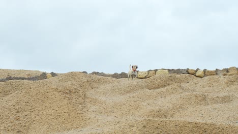 Belastungshund-Am-Sandstrand-Von-Teneriffa-In-Cala-De-Tajao,-Handheld-Ansicht