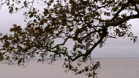 Branches-swaying-with-the-wind-and-the-sea-in-the-background