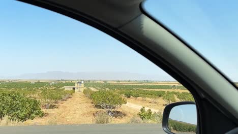 driving-highway-fig-garden-landscape-iran-summer-season-countryside-dry-fruit-orchard-sun-dry-nuts-sweet-delicious-fruits-make-pie-desert-in-transportation-factory-the-blue-sky-line-perspective-view