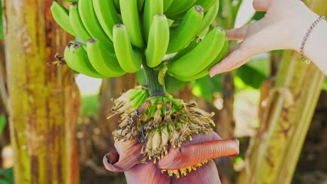 Woman-touching-bunch-of-growing-banana-with-beautiful-blooming-bud-under