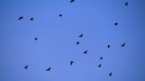 Flock-of-birds-soaring-against-a-clear-blue-sky