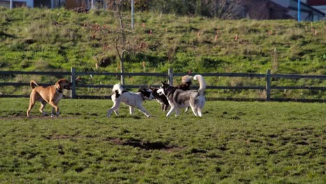 Hunde-Spielen-Auf-Einer-üppigen-Grünen-Wiese-Mit-Einem-Zaun-Im-Hintergrund,-Strahlend-Sonniger-Tag