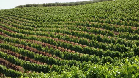 Rows-Of-Green-Grapevines-In-Summer--Vineyard-In-Constantia,-Cape-Town,-South-Africa