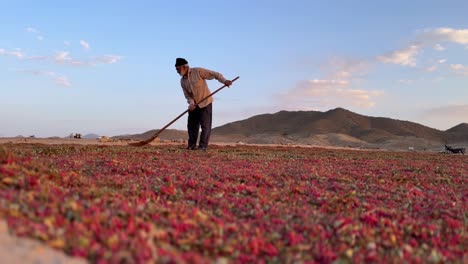 Old-farmer-in-flat-field-of-winnowing-barberries-separate-grain-from-chaff-on-the-land-barberry-harvest-season-organic-tasty-tart-sour-taste-fruit-red-ripe-use-in-culinary-persian-cuisine-cooking-Iran