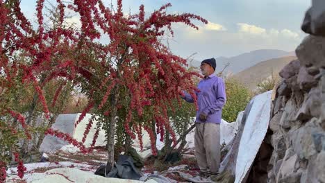 old-iranian-farmer-with-headwear-hit-the-barberry-shrub-branch-with-wood-stick-to-harvest-barberries-in-the-garden-with-stone-material-wall-in-a-cloudy-day-with-mountain-landscape-background-Khorasan