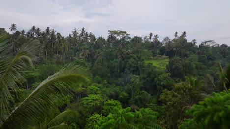 Drone-flying-over-trees-of-Ubud-rainforest,-Bali-in-Indonesia