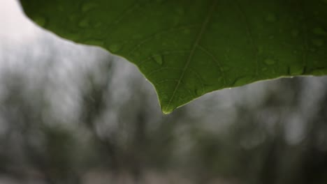Close-view-of-leaf-with-water-droplet-along-the-walking-tracks-in-Burleigh-Heads-National-Park,-Gold-Coast,-Australia