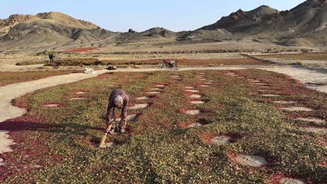 old-farmer-in-barberry-garden-winnowing-field-barberries-harvested-rest-on-flat-land-to-sun-dry-in-traditional-agriculture-of-berry-the-farmer-make-circle-spaces-to-stand-ventilation-of-seeds-in-Iran