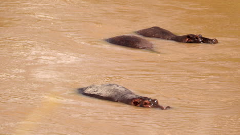 Hippos-Taking-Bath-In-The-River-At-Masai-Mara-National-Park,-Kenya,-Africa
