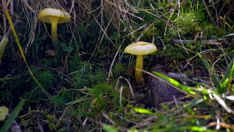 Two-small-mushrooms-between-grass-in-their-natural-habitat