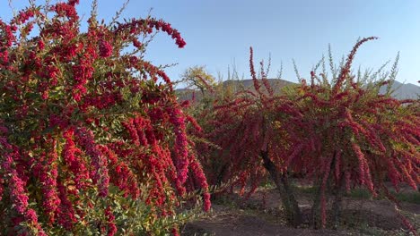Sunset-and-the-wonderful-landscape-of-berry-garden-the-barberry-sour-taste-red-ripe-delicious-berries-grow-in-Iran-desert-mountain-climate-in-autumn-harvest-season-in-middle-east-asia-persian-cuisine