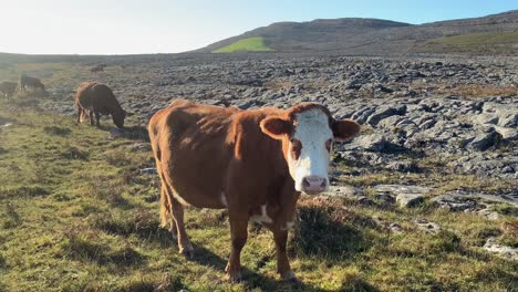 Mullaghmore-mountain-and-rugged-rocky-landscape-of-the-burren-with-cow-herd