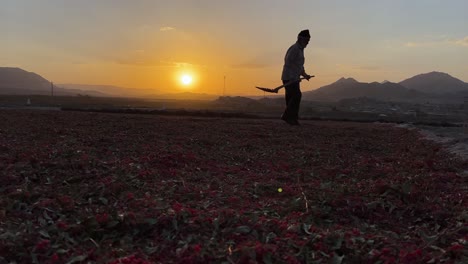local-people-farmer-work-on-land-sun-dry-barberry-field-in-harvest-season-winnowing-threshing-barberries-to-separate-red-ripe-arils-from-chuff-iran-countryside-sunset-landscape-wonderful-scenic-view
