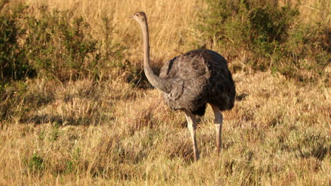 Female-Ostrich-Pecking-Food-In-The-Ground-At-Maasai-Mara-National-Reserve-In-Kenya,-Africa