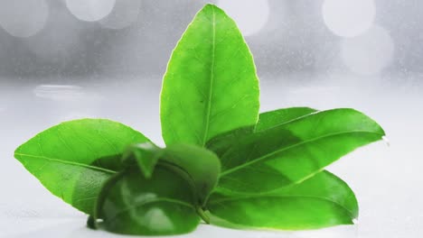 Water-particles-falling-on-branch-of-green-tea-leaves-in-Slow-motion,-Close-up-shot