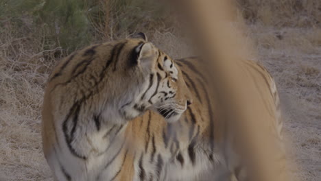 Nahaufnahme-Eines-Tigers,-Der-Seinen-Kopf-In-Richtung-Kamera-Dreht
