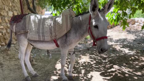 Portrait-of-Donkey-in-rural-village-town-countryside-landscape-in-Arizona-nature-in-Summer-season-Utah-local-people-use-animal-transportation-in-remote-town-lifestyle-riding-use-in-farm-traditional